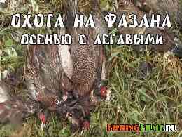 Охота на фазана осенью с легавыми