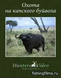 Hunters Video. Охота на капского буйвола