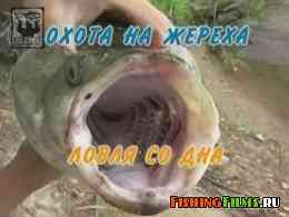 http://fishingfilms.ru/uploads/posts/2010-04/1271444029_157.jpg