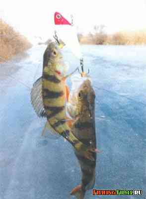 Рыбалка на Нижней Волге зимой
